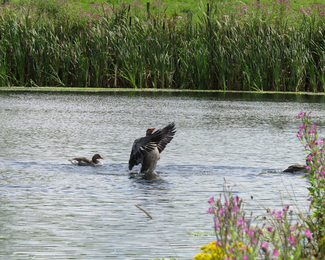 walgoch gallery image