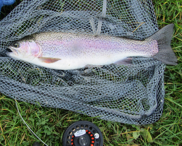 walgoch gallery image